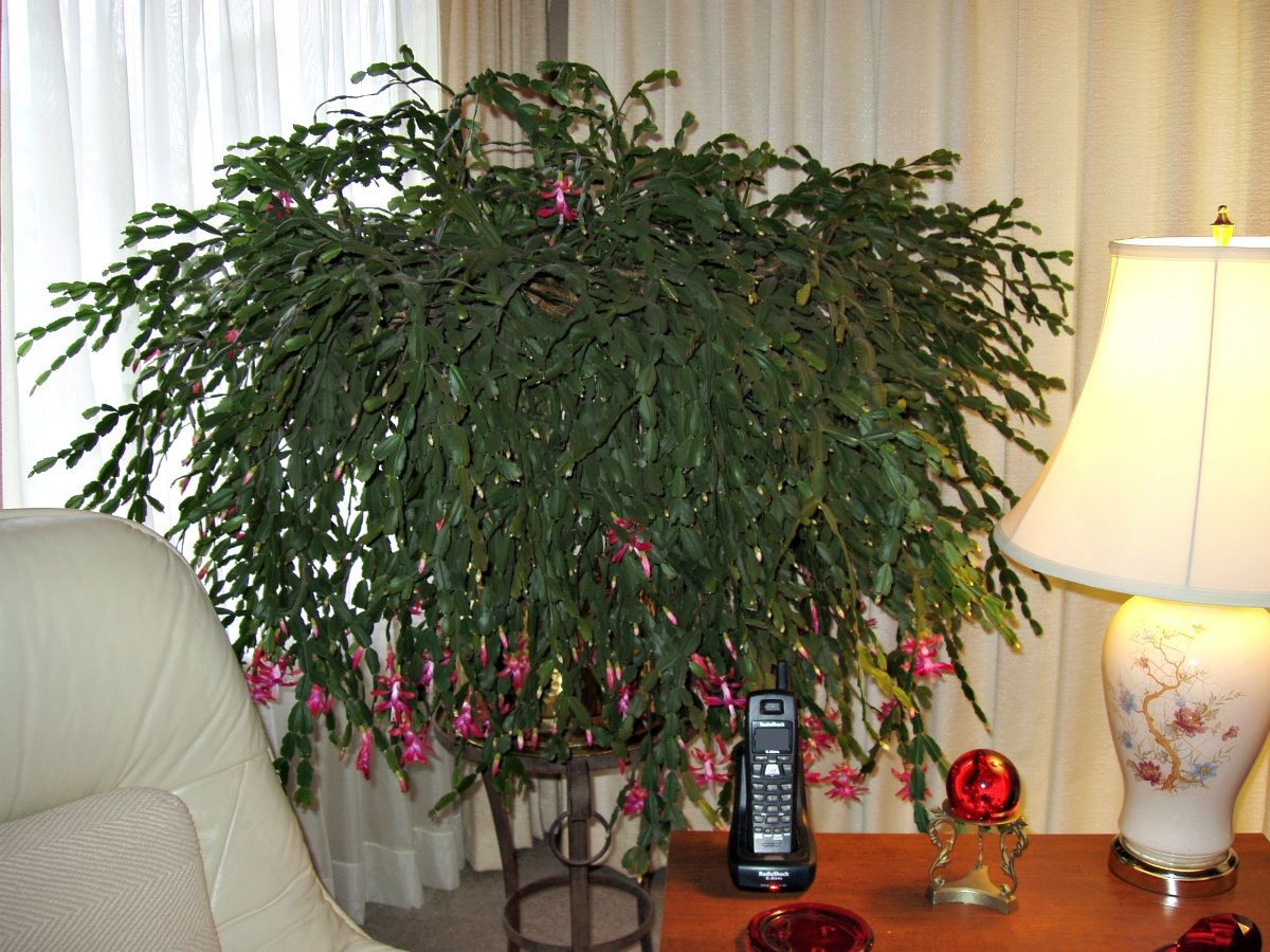 Christmas Cactus Care Indoor
 45 years old How to care for a Christmas cactus
