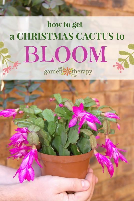 Christmas Cactus Care Indoor
 Best 25 Christmas cactus care ideas on Pinterest