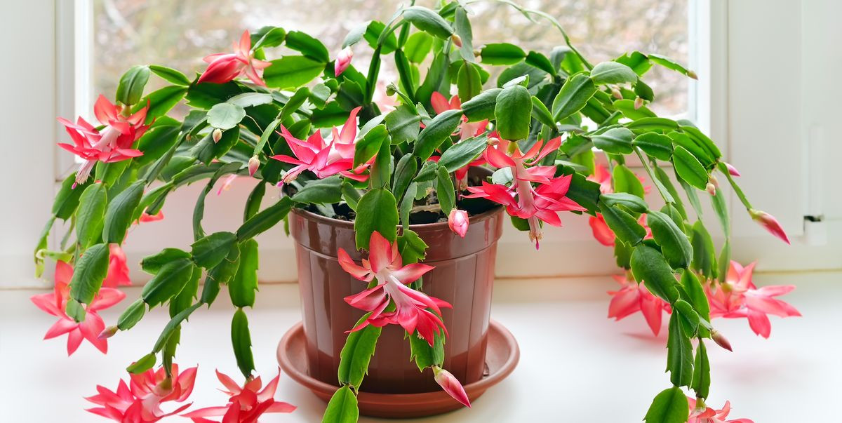 Christmas Cactus Care Indoor
 How to Care for Christmas Cactus Indoors Christmas