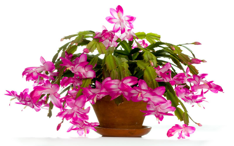 Christmas Cactus Care Indoor
 Christmas Cactus How to Grow and Care for Christmas
