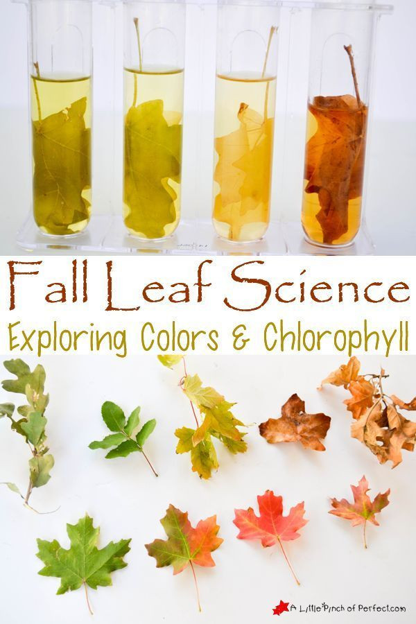 Fall Science Activities For Preschoolers
 2718 best Primary Grade Science Fun images on Pinterest