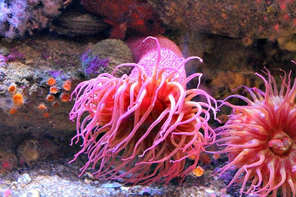 Monterey Bay Aquarium Thanksgiving
 Must See Exhibits At The Monterey Bay Aquarium – A Cork