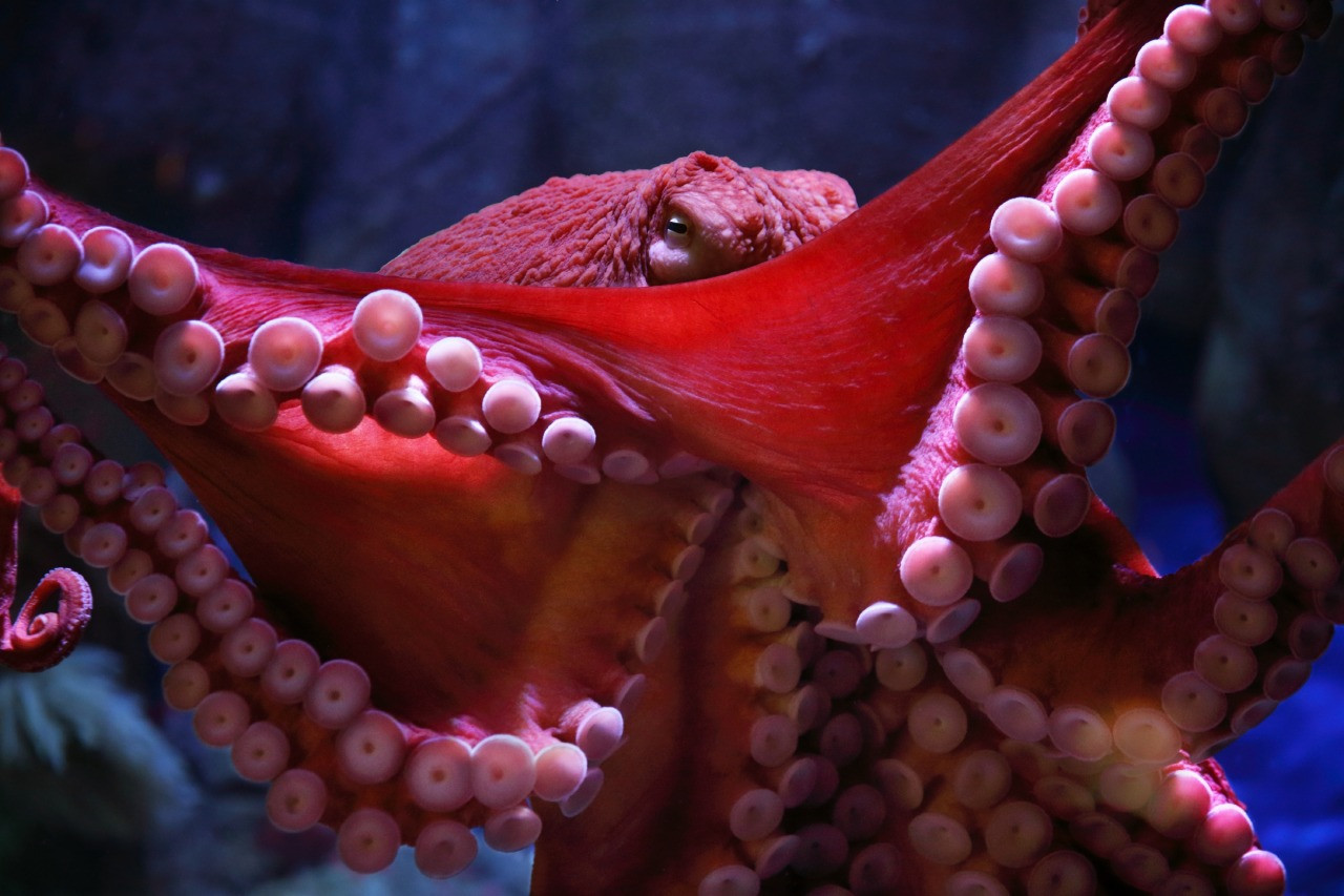 Monterey Bay Aquarium Thanksgiving
 Monterey Bay Aquarium — DYK the giant Pacific octopus is