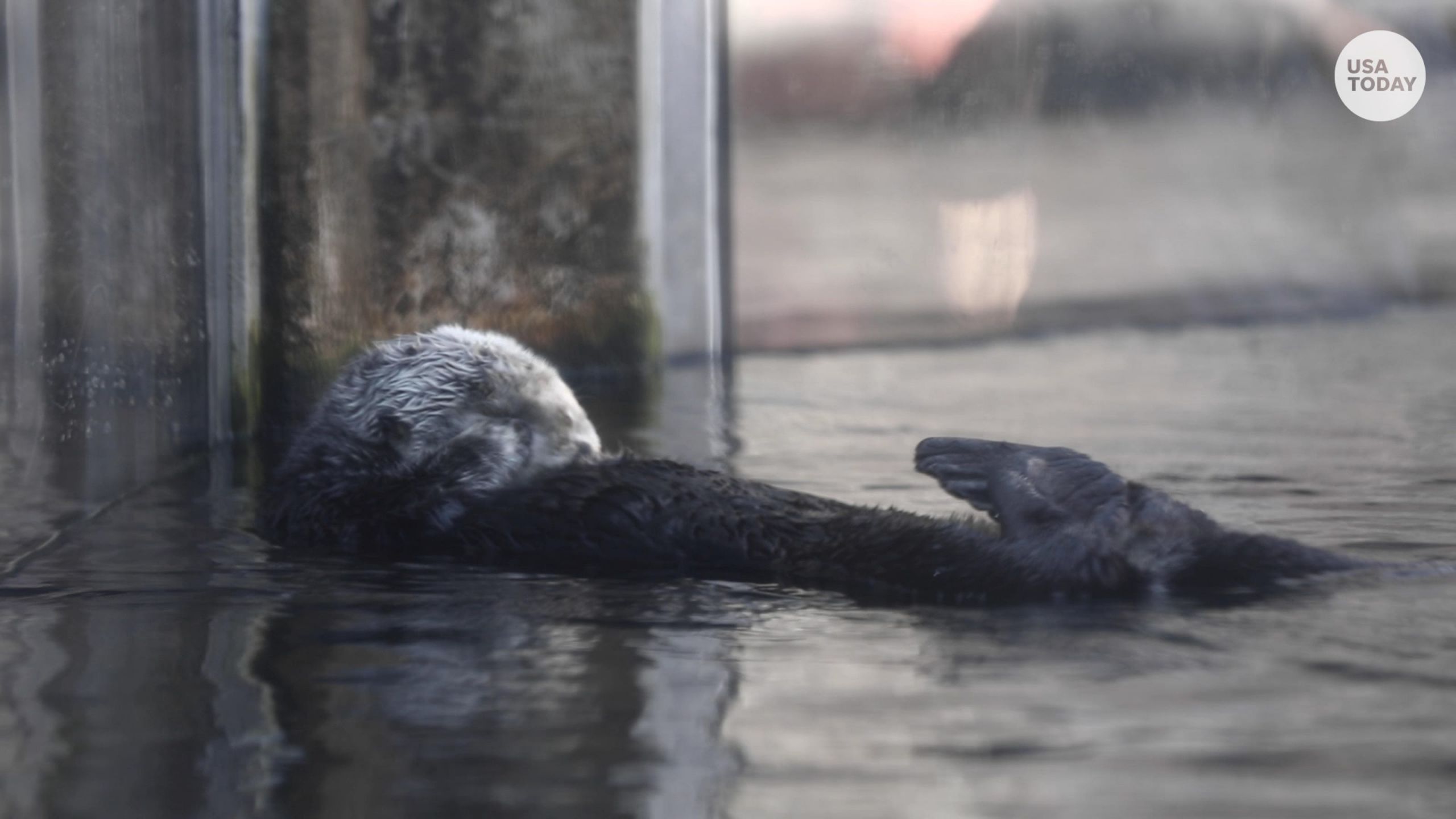 Monterey Bay Aquarium Thanksgiving
 Female sea otters raise orphaned pups at Monterey Bay