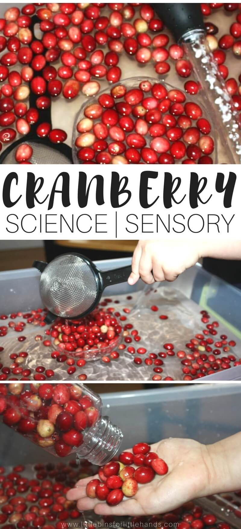 Thanksgiving Science Activities
 Cranberry Science Thanksgiving Activities Fine Motor Play