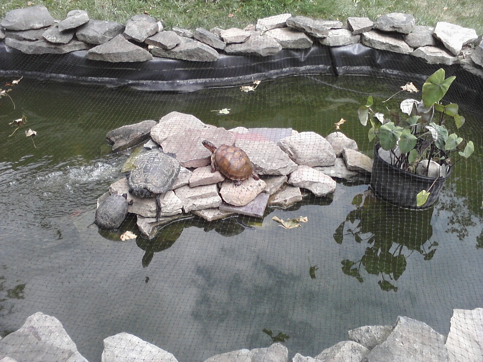 Turtle Backyard Pond
 Backyard Turtle Pond