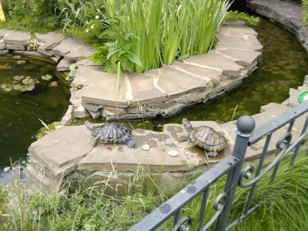 Turtle Backyard Pond
 Feng Shui Home with Pets Step 1
