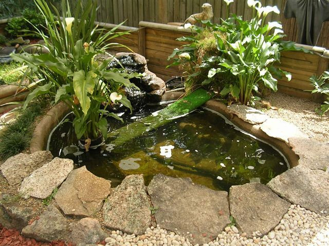 Turtle Backyard Pond
 Turtle Pond it and they will e