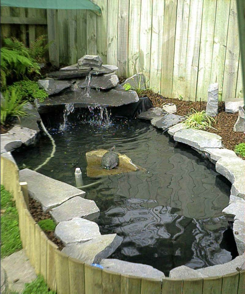 Turtle Backyard Pond
 turtle pond This will be for Hilo and Kona