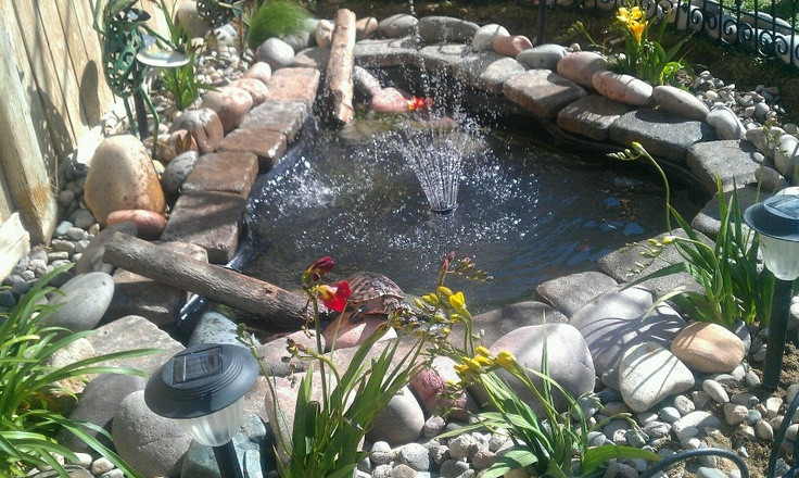 Turtle Backyard Pond
 Backyard pond with red slider turtle