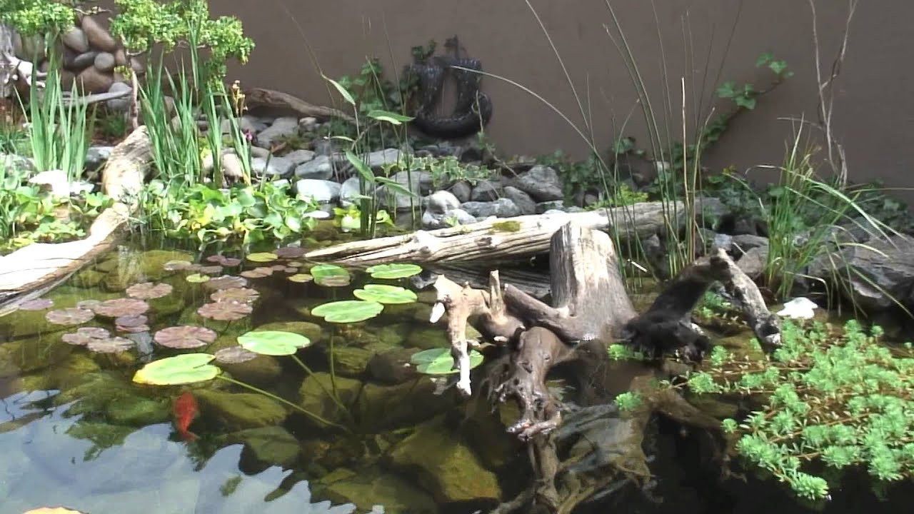 Turtle Backyard Pond
 Turtle Pond